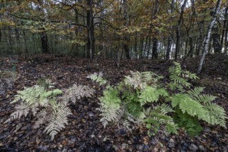 Royal fern (Osmunda regalis) in autumn leaves, Emsland, Lower Saxony, Germany