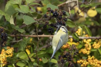 Blue tit (Cyanistes caeruleus) adult bird in a hedgerow feeding on blackberries in summer, England,