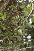 Blue tit (Cyanistes caeruleus) adult bird in a hedgerow on blackberries in summer, England, United