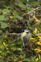 Blue tit (Cyanistes caeruleus) adult bird in a hedgerow feeding on blackberries in summer, England,