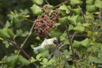 Blue tit (Cyanistes caeruleus) adult bird in a hedgerow on blackberries in summer, England, United
