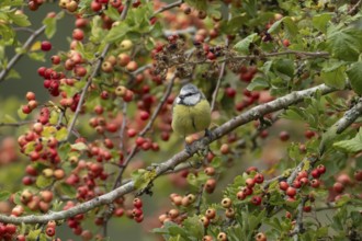 Blue tit (Cyanistes caeruleus) adult bird in a Hawthorn hedgerow with red berries in summer,
