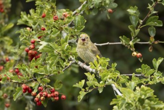 European greenfinch (Chloris chloris) adult bird in a Hawthorn hedgerow with red berries in summer,