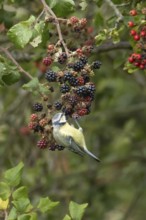 Blue tit (Cyanistes caeruleus) adult bird in a hedgerow feeding on blackberries in summer, England,