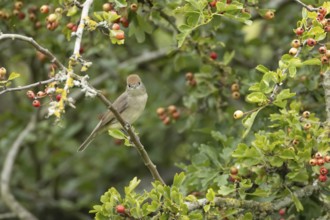 Eurasian blackcap (Sylvia atricapilla) adult female bird in a Hawthorn hedgerow with red berries in