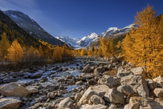 River, larch forest, autumn color, autumn, mountains, glaciers, morning light, Morteratsch Valley,