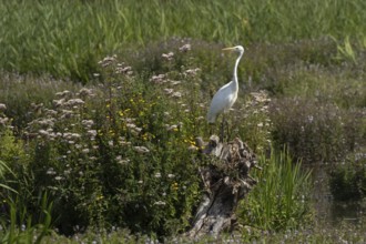 Great white egret (Ardea alba) adult bird on a tree stump amongst summer flowers, England, United