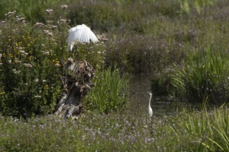 Great white egret (Ardea alba) adult bird on a tree stump amongst summer flowers looking down at a