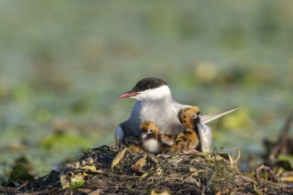 White-bearded terns (Childonias hybride) with young birds at their nest, Danube Delta, Romania