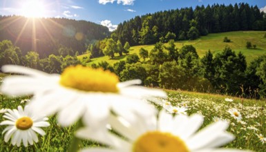 A sunlit meadow with daisies against a forest backdrop under a blue sky, Late summer country