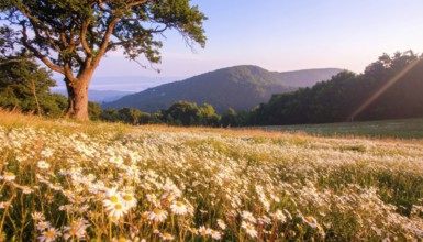 A sunlit meadow with daisies against a forest backdrop under a blue sky, Late summer country