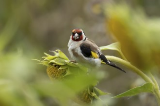 European goldfinch (Carduelis carduelis) adult bird feeding on a sunflower seed in a field of