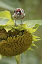 European goldfinch (Carduelis carduelis) adult bird feeding on a sunflower seed in a field of
