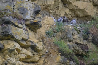 Peregrine falcon (Falco peregrinus), adult female in her habitat feeding nestlings in picturesque