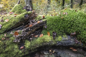 Helmlinge (Mycena), Emsland, Lower Saxony, Germany