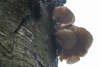 Ringed beech mucida (Oudemansiella mucida), Emsland, Lower Saxony, Germany
