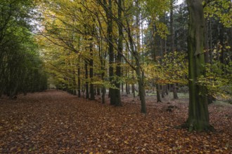 Beech forest (Fagus sylvatica) in autumn leaves, Emsland, Lower Saxony, Germany