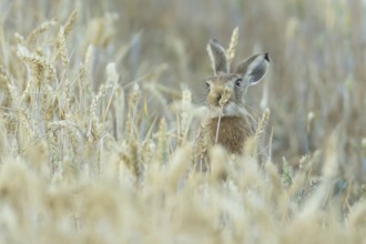 European brown hare (Lepus europaeus) adult animal feeding on a wheat sheath in a farmland field in