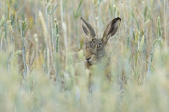 European brown hare (Lepus europaeus) adult animal in a farmland wheat field in summer, England,