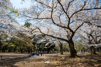 People picnicking under cherry blossoms in Yoyogi Park, Hanami Festival, Shibuya District, Tokyo,