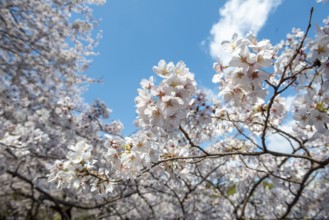 Cherry tree blossoms in spring, Yoyogi Park, Hanami Festival, Shibuya Ward, Shibuya District,