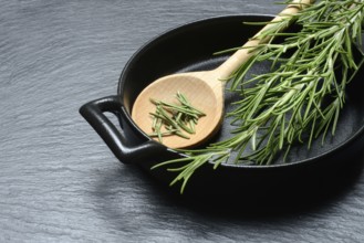 Rosemary, rosemary leaves and rosemary sprig with cooking pot