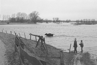 Cow running through water, children, Elbe flood, Bleckede, Lower Saxony, Germany, February 07,