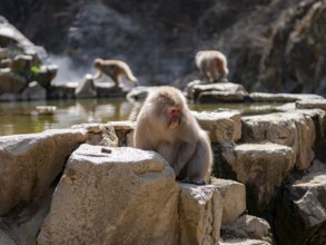 Japanese macaque (Macaca fuscata) sitting on rocks near water, Yamanouchi, Nagano Prefecture,