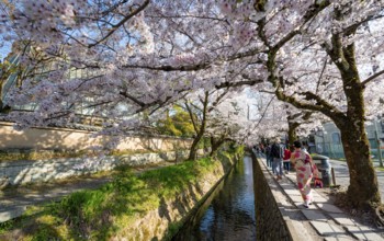 Footpath along a canal, cherry blossoms in spring, Philosopher's Path or Tetsugaku no michi, Kyoto,