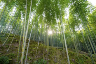 Towering bamboo stems in Arashiyama bamboo forest, with sun star, Kyoto, Japan