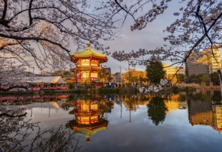 Shinobazunoike Bentendo temple reflected in lake at sunset, Shinobazu pond, lakeside cherry blossom
