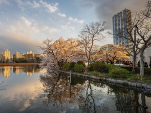 Skyscrapers reflected in lake at sunset, Shinobazu pond, lakeside cherry blossoms in spring, Hanami