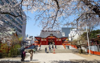 Shinto Shrine main building, Hanazono Shrine, cherry trees blooming in spring, Shinjuku City, Tokyo