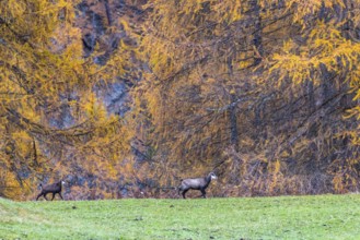 Chamois (Rupicapra rupicapra) in front of yellow larches (Larix), autumn, Zernez, Engadin,