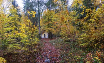 Deciduous trees, colorful autumn forest with counter chapel, Sankt Lorenz, Mondseeland,