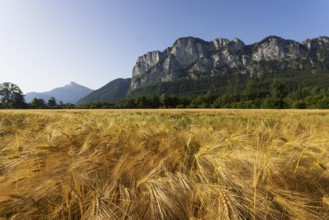 Agricultural Landscape, Hordeum Vulgare, Barley Field with Drachenwand and Schafberg, Mondsee,