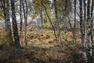 Birches (Betula pendula) in the moor, Emsland, Lower Saxony, Germany
