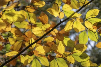Beech trees (Fagus sylvatica) in autumn leaves, Emsland, Lower Saxony, Germany