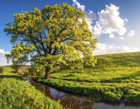 A serene landscape featuring a large tree by a stream at sunset with vibrant green grass and