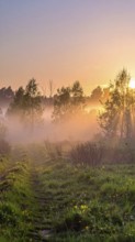 A misty field at sunrise with soft light illuminating trees and greenery, creating a serene