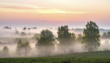 A misty field at sunrise with soft light illuminating trees and greenery, creating a serene