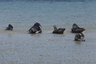 Seals and grey seals on the bathing dune of the island of Heligoland, Schleswig-Holstein, Germany