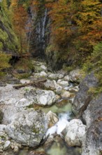 Stream in autumn in the Nothklamm, Gams, Palfau, Hieflau, Styria, Austria