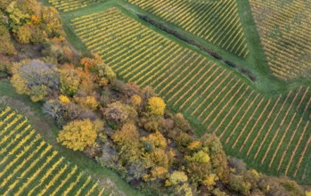 Aerial view, typical landscape in autumn with vineyards, South Styrian hills, South Styrian wine