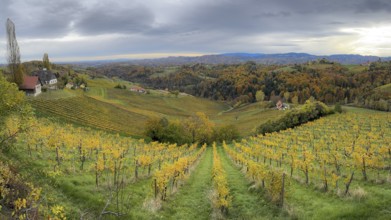 Typical landscape in autumn with vineyards, South Styrian hills, South Styrian wine route, Styria,