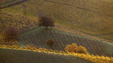 Sunrise, typical landscape in autumn with vineyards, South Styrian hills, South Styrian wine route,