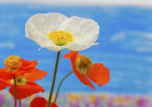 Icelandic poppy (Papaver nudicaule), flowers in the studio, painted background, North