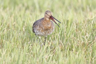 Blacktail (Limosa limosa) runs on the shore of a lake in a moor, snipe birds, wildlife, nature