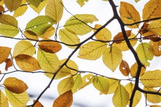 Yellow-brown colored beech leaves against white background, autumn, Stuttgart, Germany