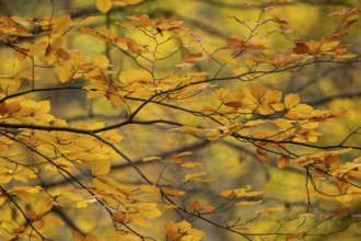 Yellow-brown colored beech leaves, autumn, Stuttgart, Germany